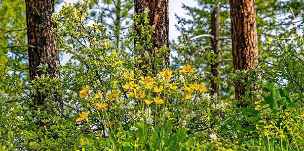 Gulin, Sylvia 아티스트의 USA-Washington State-Leavenworth Balsamroot blooming amongst Ponderosa Pine작품입니다.